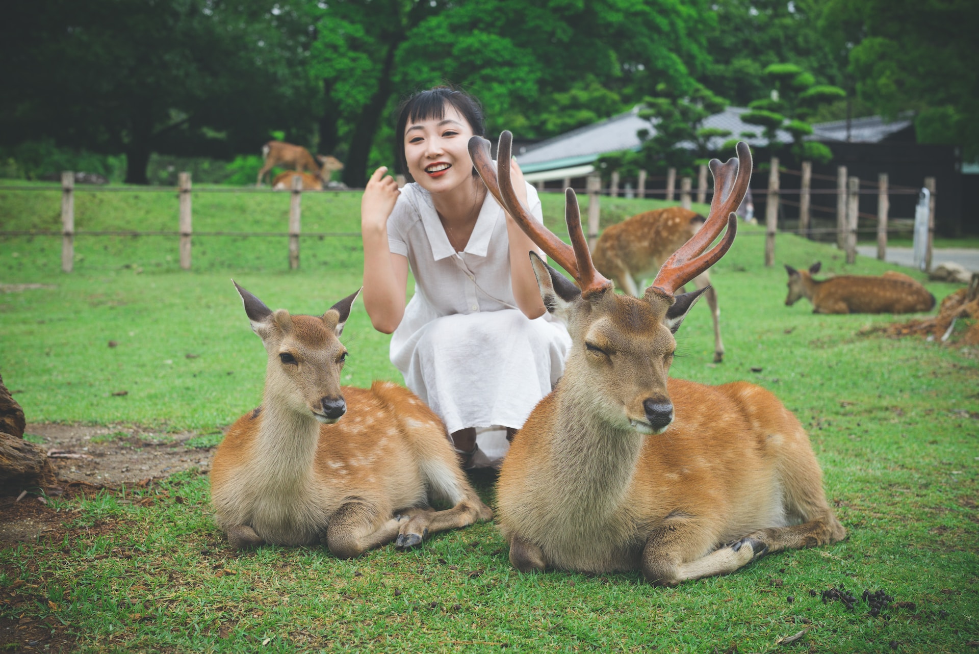 girl in white top smiling and sitting in greenery with deers